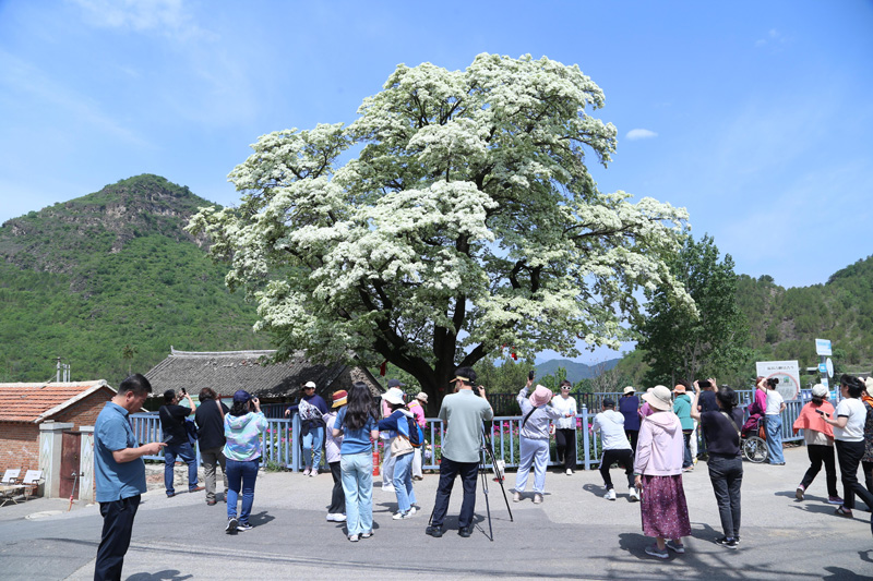 家峪村580岁古流苏盛放迎客AG真人平台